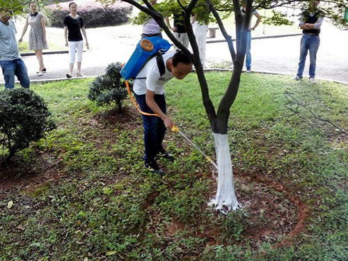 湘江風光帶樹桿刷白2