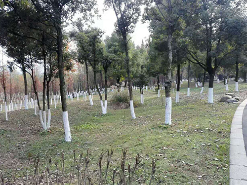 湘江風光帶樹桿刷白5