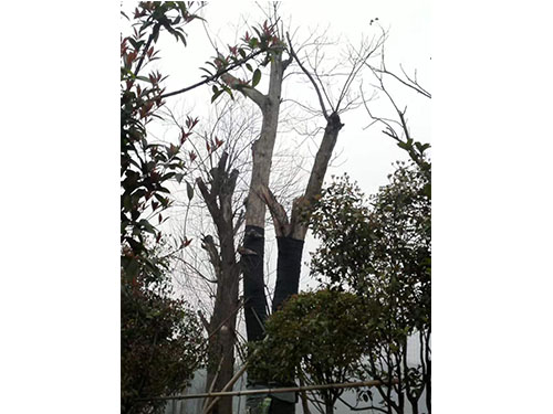 合花園林重陽(yáng)林救治 (4)