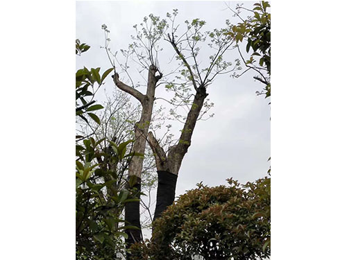 合花園林重陽(yáng)林救治 (6)