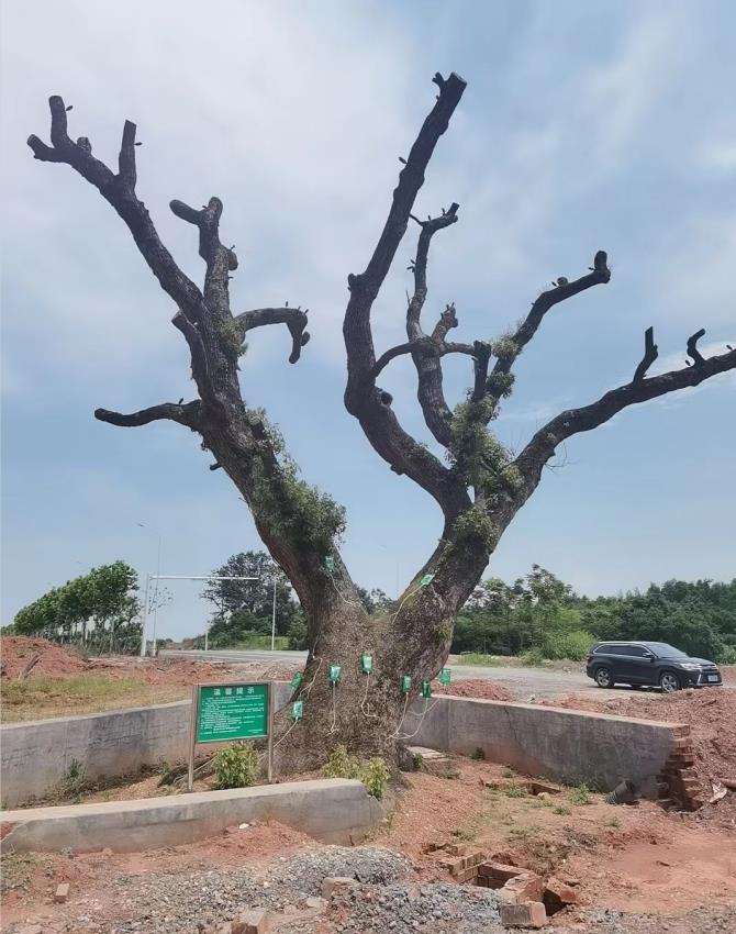 株洲植友職業(yè)培訓學校有限公司_株洲園林綠化養(yǎng)護|株洲綠化管理|病蟲害防治哪里的好|株洲園林綠化工程公司|白蟻防治病蟲害治理