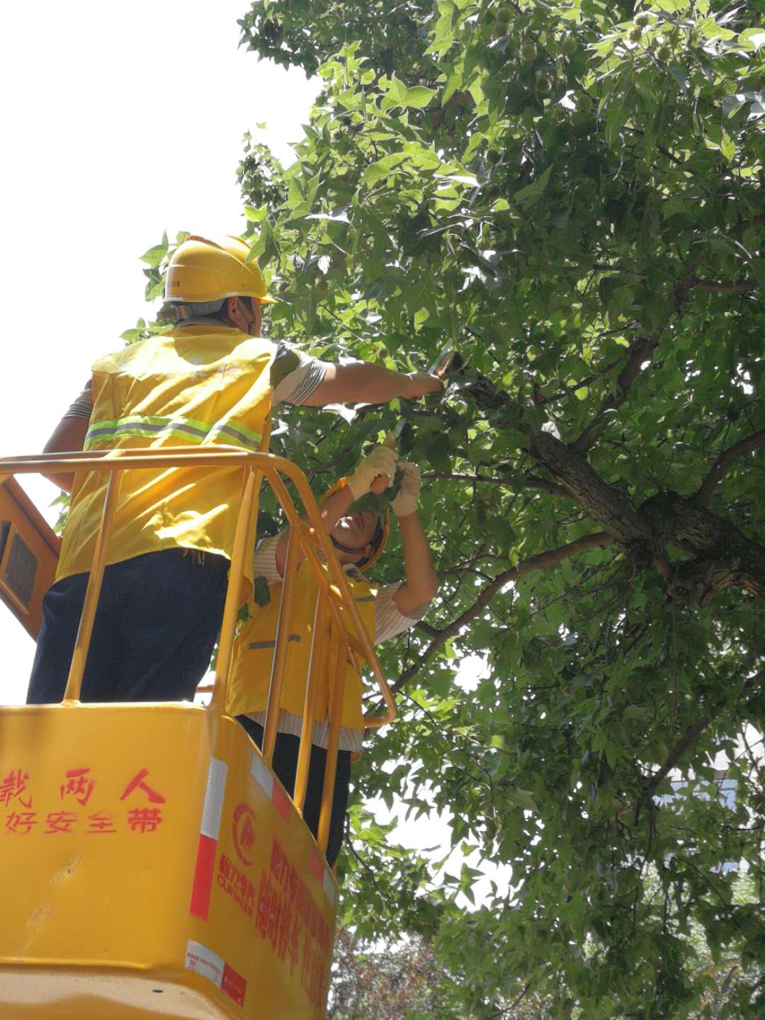 株洲植友職業(yè)培訓(xùn)學(xué)校有限公司_株洲園林綠化養(yǎng)護|株洲綠化管理|病蟲害防治哪里的好|株洲園林綠化工程公司|白蟻防治病蟲害治理