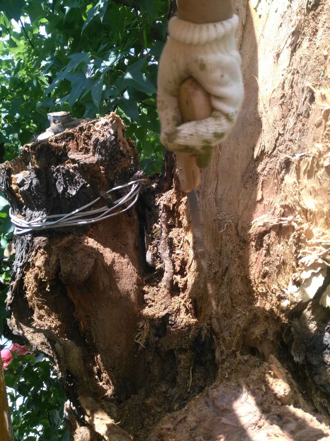 株洲植友職業(yè)培訓(xùn)學(xué)校有限公司_株洲園林綠化養(yǎng)護|株洲綠化管理|病蟲害防治哪里的好|株洲園林綠化工程公司|白蟻防治病蟲害治理